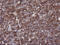 T-cell surface glycoprotein CD1c antibody, LS-C787573, Lifespan Biosciences, Immunohistochemistry paraffin image 