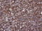 CD1c Molecule antibody, LS-C787573, Lifespan Biosciences, Immunohistochemistry paraffin image 