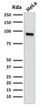 TLE Family Member 1, Transcriptional Corepressor antibody, GTX17936, GeneTex, Western Blot image 