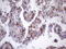 Zinc Finger Protein 35 antibody, TA807123S, Origene, Immunohistochemistry paraffin image 