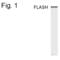 Caspase 8 Associated Protein 2 antibody, PA1-4168, Invitrogen Antibodies, Western Blot image 