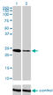 Twist Family BHLH Transcription Factor 1 antibody, LS-C198386, Lifespan Biosciences, Western Blot image 