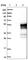 ArfGAP With FG Repeats 2 antibody, HPA019689, Atlas Antibodies, Western Blot image 