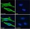 Formimidoyltransferase Cyclodeaminase antibody, LS-B2755, Lifespan Biosciences, Immunofluorescence image 