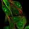 Glycogenin 2 antibody, NBP2-39032, Novus Biologicals, Immunofluorescence image 