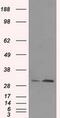 TOR Signaling Pathway Regulator antibody, MA5-25031, Invitrogen Antibodies, Western Blot image 