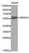 SMAD Family Member 3 antibody, abx123441, Abbexa, Western Blot image 