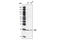 BCL2 Interacting Killer antibody, 4592T, Cell Signaling Technology, Western Blot image 