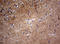 Visinin Like 1 antibody, LS-C789430, Lifespan Biosciences, Immunohistochemistry paraffin image 