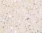 Brain Expressed X-Linked 3 antibody, NBP1-77149, Novus Biologicals, Immunohistochemistry paraffin image 