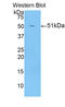 Leucine Rich Alpha-2-Glycoprotein 1 antibody, LS-C295121, Lifespan Biosciences, Western Blot image 