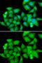 Ubiquitin Associated And SH3 Domain Containing B antibody, GTX64736, GeneTex, Immunocytochemistry image 