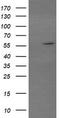 E3 ubiquitin-protein ligase TRIM22 antibody, TA505295BM, Origene, Western Blot image 