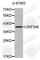 Zinc Finger Protein 346 antibody, A3397, ABclonal Technology, Western Blot image 