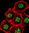 Homeobox And Leucine Zipper Encoding antibody, 55-407, ProSci, Immunofluorescence image 