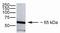 Occludin antibody, 40-6100, Invitrogen Antibodies, Western Blot image 
