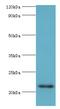 Heat Shock Protein Family B (Small) Member 8 antibody, LS-C380215, Lifespan Biosciences, Western Blot image 