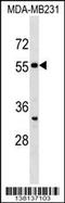 Septin 10 antibody, 59-544, ProSci, Western Blot image 