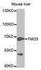 Flavin Containing Dimethylaniline Monoxygenase 3 antibody, orb135530, Biorbyt, Western Blot image 