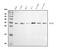 60S ribosomal protein L8 antibody, A06793-1, Boster Biological Technology, Western Blot image 