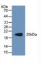 Procollagen C-Endopeptidase Enhancer 2 antibody, LS-C300141, Lifespan Biosciences, Western Blot image 