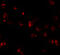 NK2 Homeobox 4 antibody, 6747, ProSci, Immunofluorescence image 
