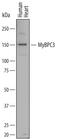 Myosin Binding Protein C, Cardiac antibody, AF7439, R&D Systems, Western Blot image 