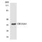 Olfactory Receptor Family 10 Subfamily A Member 4 antibody, A15059, Boster Biological Technology, Western Blot image 