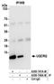Ubiquinol-Cytochrome C Reductase Complex III Subunit VII antibody, A305-748A-M, Bethyl Labs, Immunoprecipitation image 