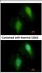 Histone Deacetylase 7 antibody, NBP2-16795, Novus Biologicals, Immunocytochemistry image 