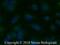 Aquaporin 5 antibody, NBP2-67247, Novus Biologicals, Immunofluorescence image 