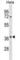 Olfactory Receptor Family 10 Subfamily S Member 1 antibody, abx028993, Abbexa, Western Blot image 