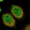 Pleckstrin Homology Domain Containing A5 antibody, NBP2-58961, Novus Biologicals, Immunocytochemistry image 