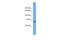 ATP Synthase Mitochondrial F1 Complex Assembly Factor 1 antibody, A13580, Boster Biological Technology, Western Blot image 