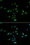 MDM2 Proto-Oncogene antibody, LS-C330926, Lifespan Biosciences, Immunofluorescence image 