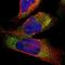 Cathepsin S antibody, NBP1-85807, Novus Biologicals, Immunofluorescence image 