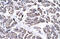 General Transcription Factor IIH Subunit 3 antibody, 27-346, ProSci, Western Blot image 
