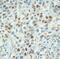 Cyclin E1 antibody, MA5-14336, Invitrogen Antibodies, Immunohistochemistry frozen image 