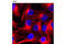 Tubulin antibody, 7634S, Cell Signaling Technology, Immunofluorescence image 