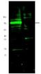 HIF3-alpha antibody, orb86856, Biorbyt, Western Blot image 