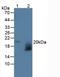 WAP Four-Disulfide Core Domain 2 antibody, LS-C314439, Lifespan Biosciences, Western Blot image 