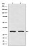 BCL10 Immune Signaling Adaptor antibody, M01616-1, Boster Biological Technology, Western Blot image 