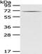 GAD1 antibody, TA350840, Origene, Western Blot image 