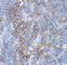 CD99 Molecule (Xg Blood Group) antibody, 915604, BioLegend, Immunohistochemistry paraffin image 