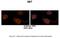 Protein SET antibody, ARP56542_P050, Aviva Systems Biology, Immunohistochemistry paraffin image 