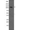 Solute Carrier Family 12 Member 2 antibody, PA5-67788, Invitrogen Antibodies, Western Blot image 