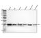 Peptidylprolyl Cis/Trans Isomerase, NIMA-Interacting 4 antibody, M05181-1, Boster Biological Technology, Western Blot image 
