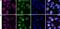 Lamin A/C antibody, NBP2-59933, Novus Biologicals, Immunocytochemistry image 