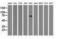 Peptidylprolyl Isomerase Domain And WD Repeat Containing 1 antibody, LS-C172475, Lifespan Biosciences, Western Blot image 