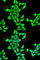 Tubulin Alpha 4a antibody, A3187, ABclonal Technology, Immunofluorescence image 